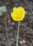 Papaver microcarpum. Цветок. Камчатский край, Елизовский р-н, подножие вулкана Авачинская сопка, шлаковое поле. 11.08.2024.