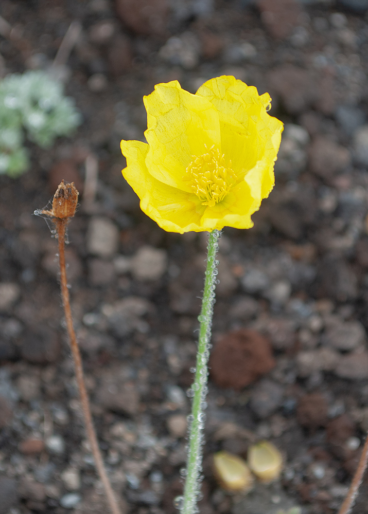 Изображение особи Papaver microcarpum.