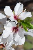 Amygdalus communis