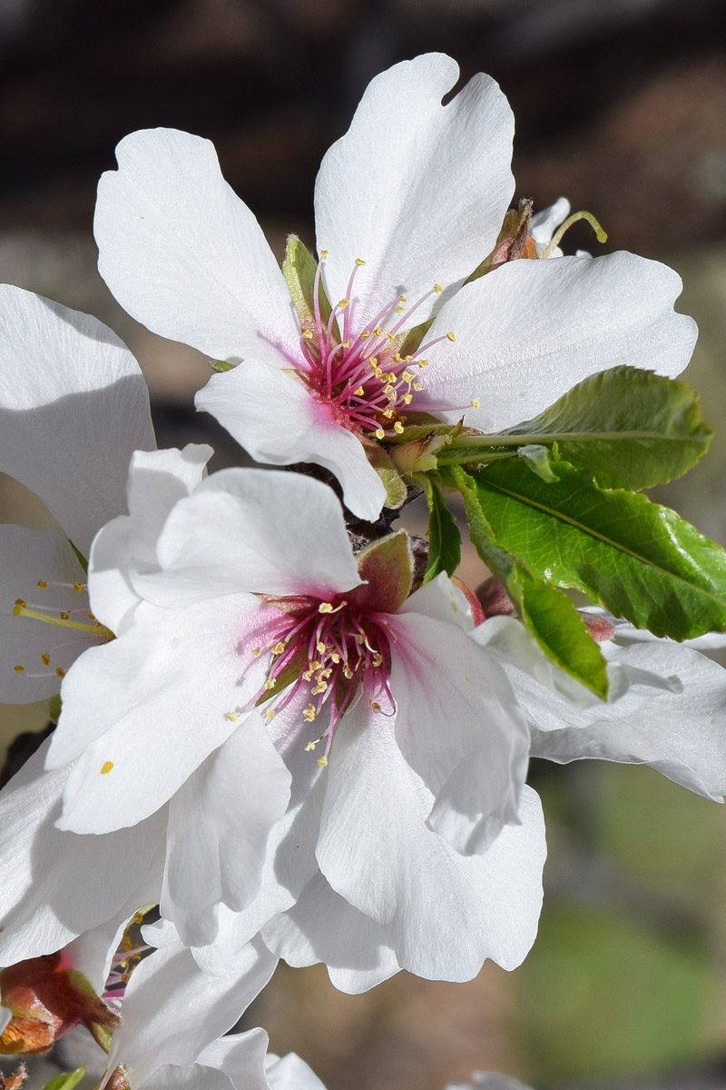 Изображение особи Amygdalus communis.