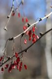 Berberis vulgaris. Части веточек с перезимовавшими прошлогодними соплодиями. Санкт-Петербург, Кировский р-н, в культуре. 13.04.2025.