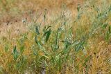 View full-size image genus Strigosella