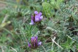 View full-size image genus Astragalus