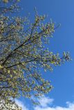 View full-size image Acer negundo
