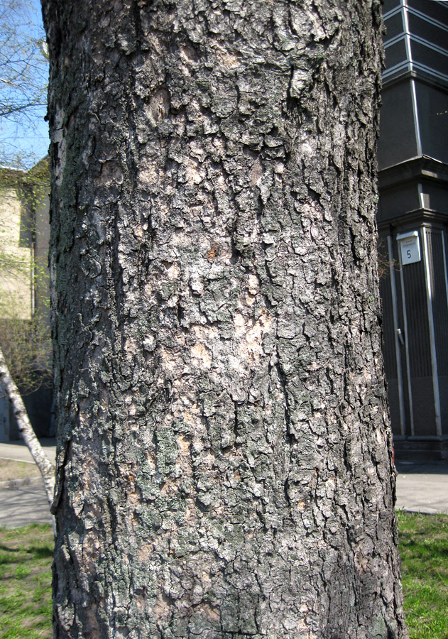 Image of Acer pseudoplatanus specimen.