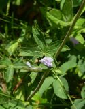 View full-size image genus Geranium