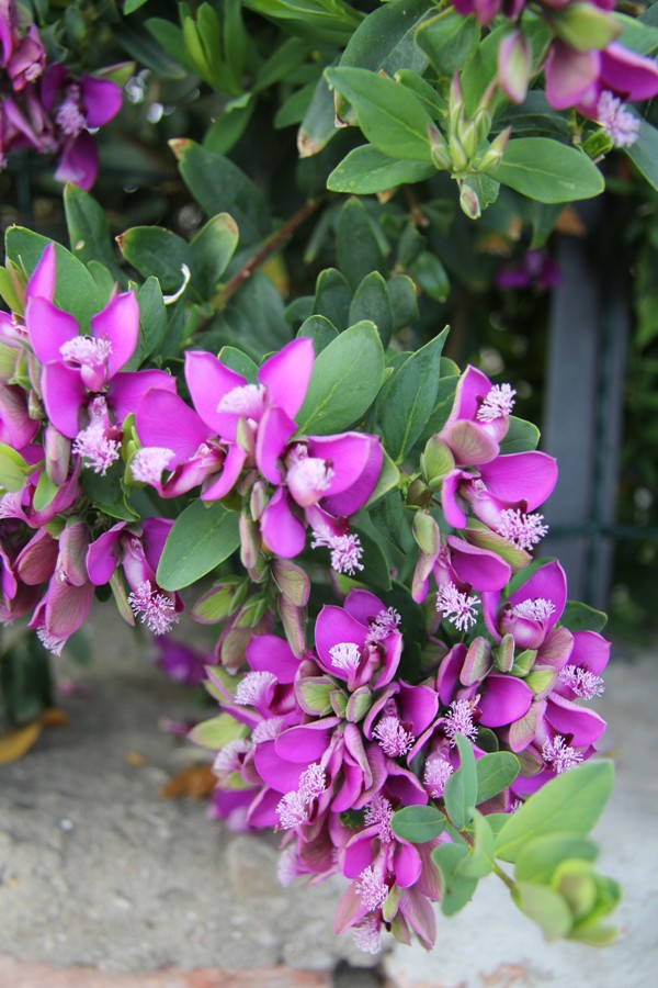 Image of Polygala myrtifolia specimen.