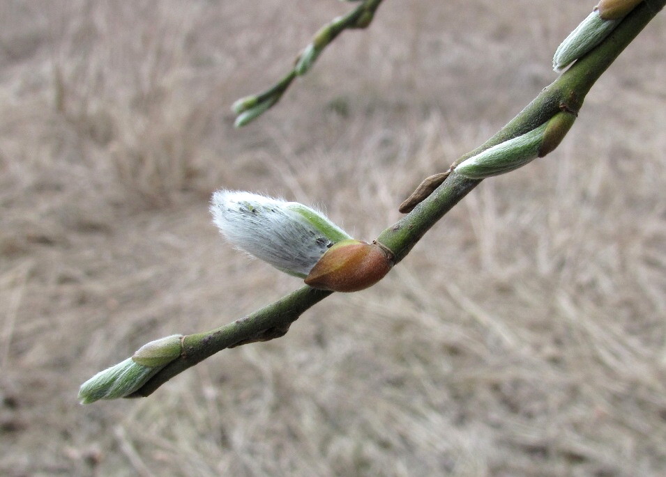 Image of Salix gmelinii specimen.