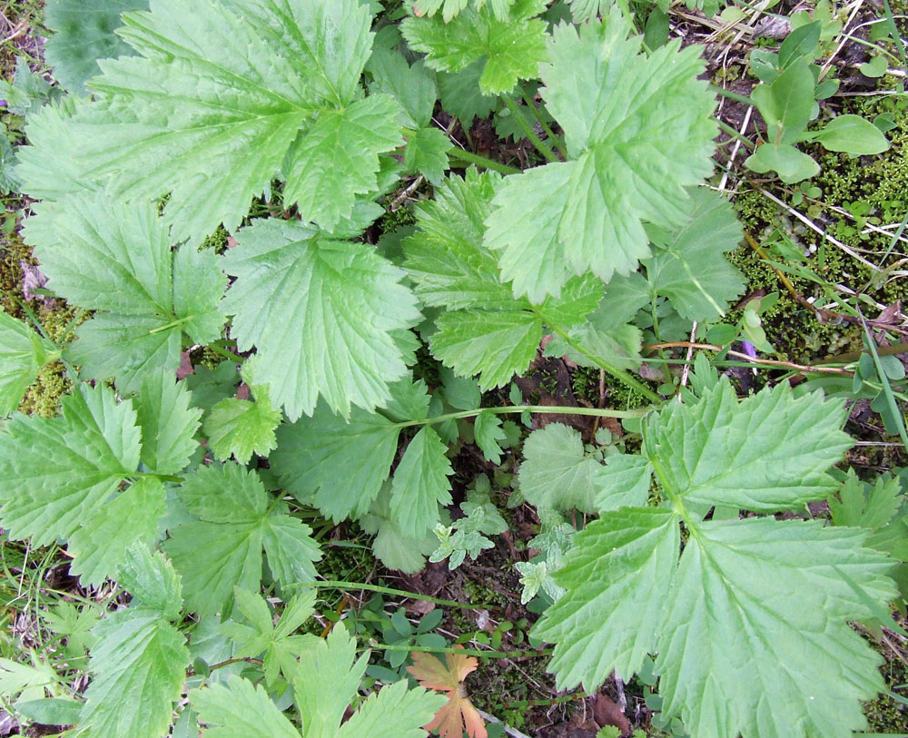 Image of Geum rivale specimen.