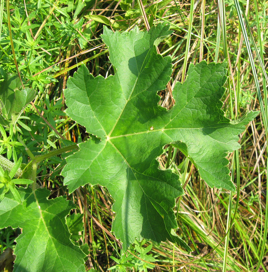 Image of Heracleum sibiricum specimen.