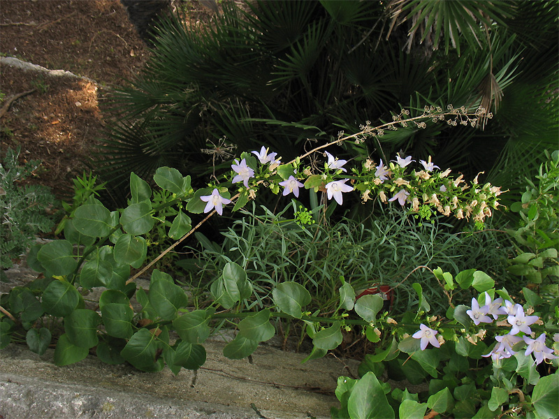 Image of Campanula pyramidalis specimen.