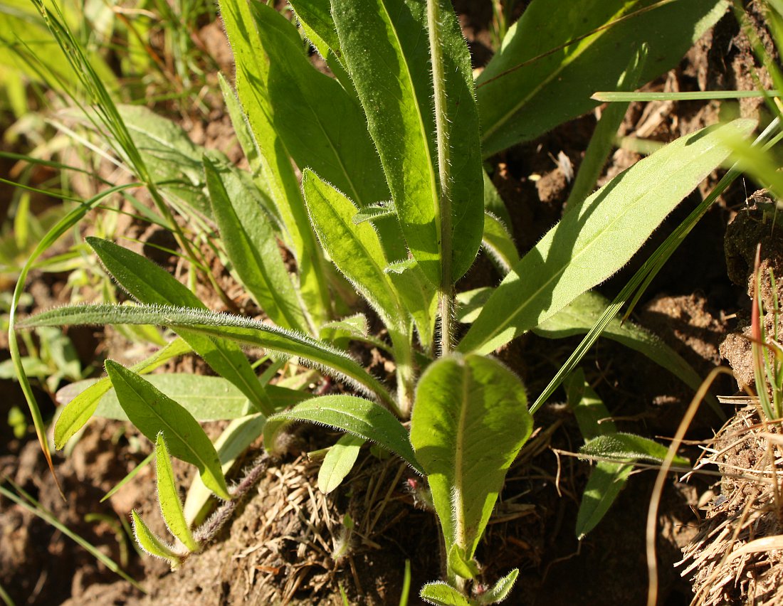 Image of Pilosella caespitosa specimen.