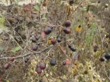 Cotoneaster melanocarpus. Часть ветви с плодами. Владивосток, ботанический сад-институт ДВО РАН. 22 октября 2011 г.