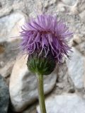 Cirsium setosum. Соцветие. Свердловская обл., окр. г. Североуральск, Второй Северный, под ЛЭП. 28.07.2011.