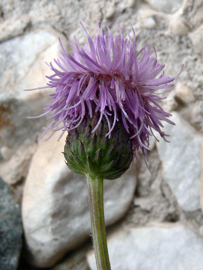 Изображение особи Cirsium setosum.