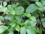 Vaccinium myrtillus