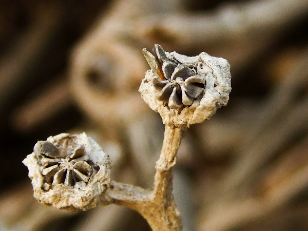 Image of Mesembryanthemum crystallinum specimen.