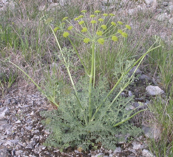 Image of Zosima absinthifolia specimen.