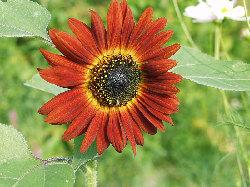 Image of Helianthus annuus specimen.