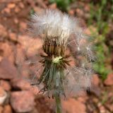 Taraxacum marklundii. Соплодие. Свердловская обл., окр. г. Североуральск, правый берег канала Дублёр, известняковая осыпь по склону. 03.06.2011.