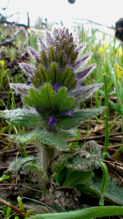 Image of Ajuga orientalis specimen.