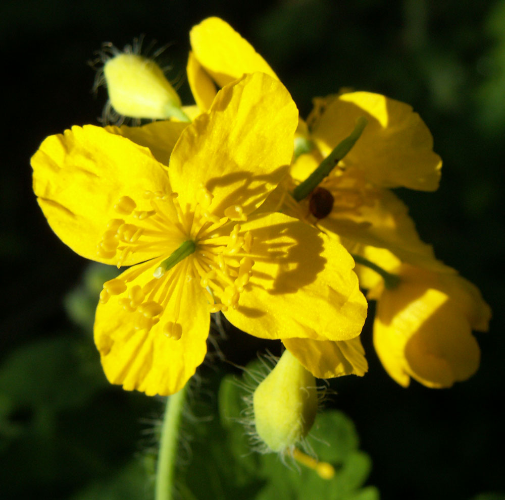 Image of Chelidonium majus specimen.