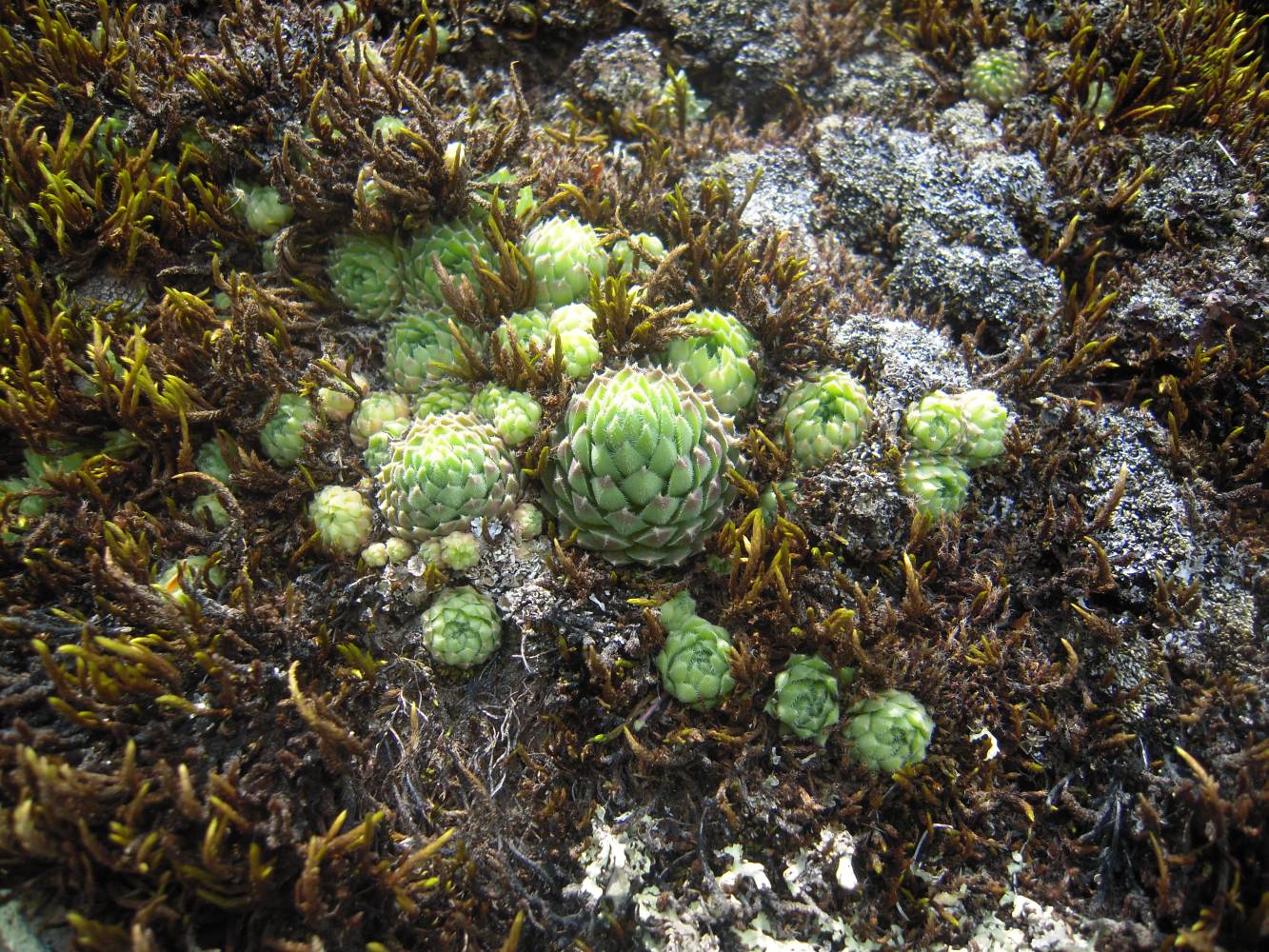 Изображение особи Sempervivum pumilum.