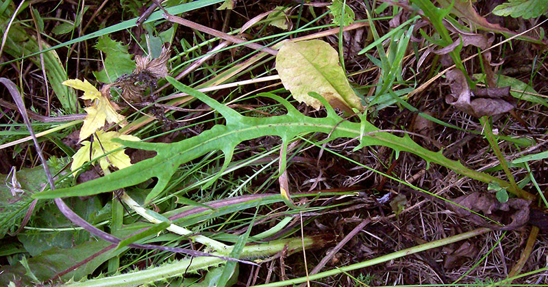 Изображение особи Scorzoneroides autumnalis.