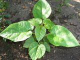 Catalpa bignonioides