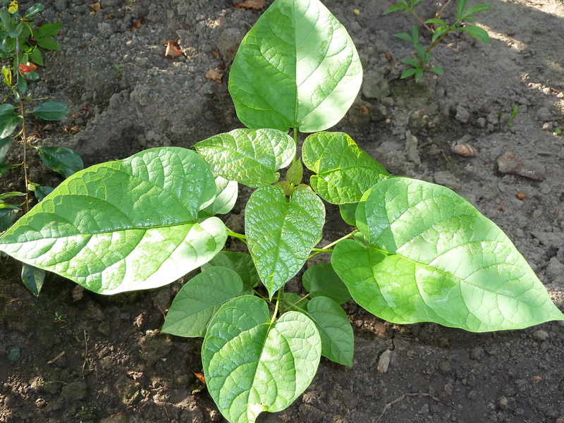 Image of Catalpa bignonioides specimen.