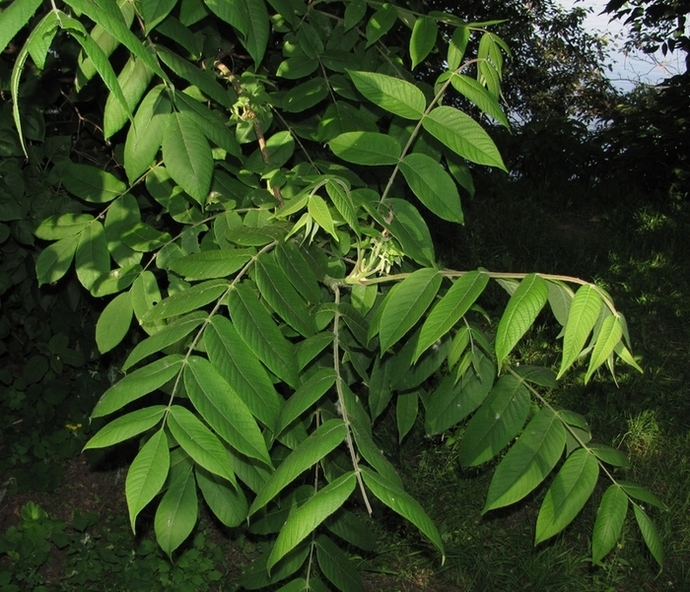 Изображение особи Juglans mandshurica.