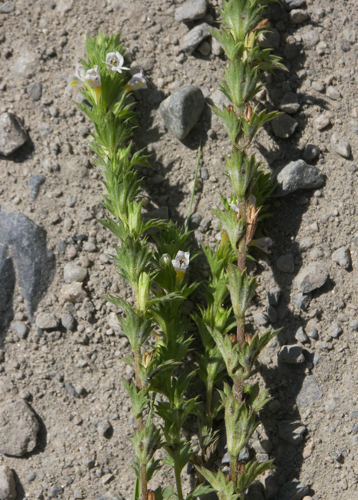 Image of Euphrasia caucasica specimen.