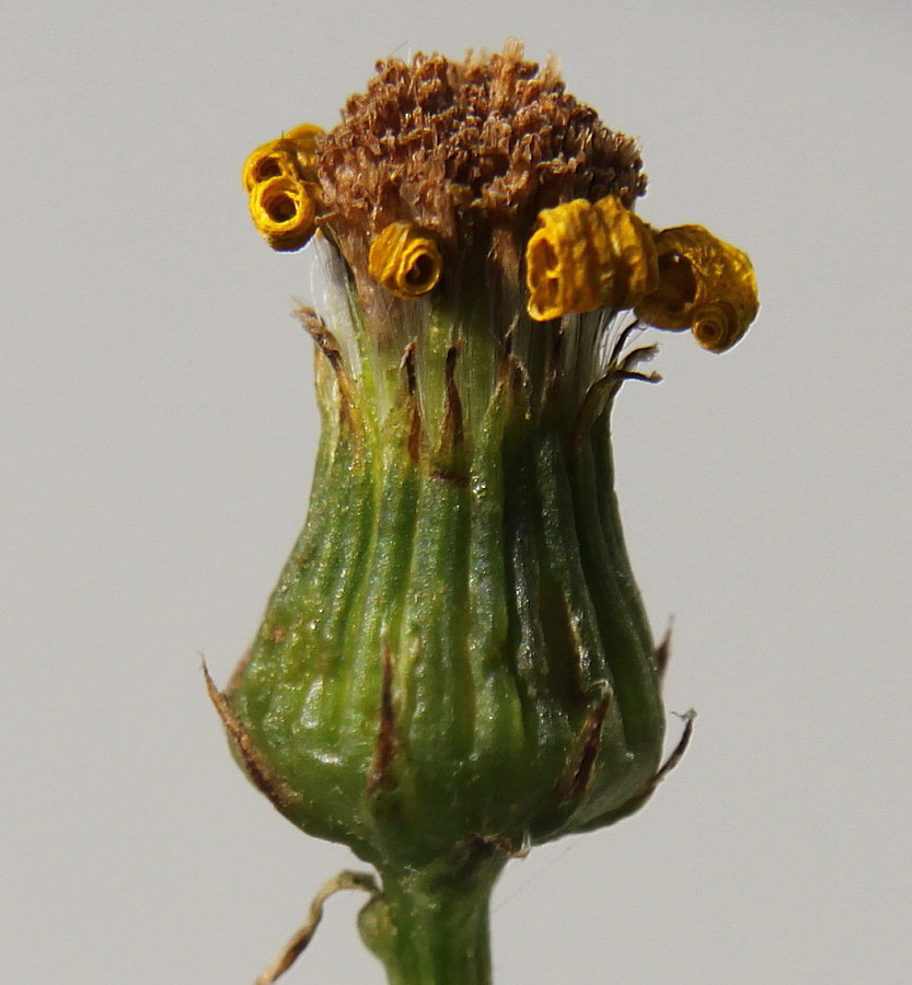 Image of Senecio inaequidens specimen.