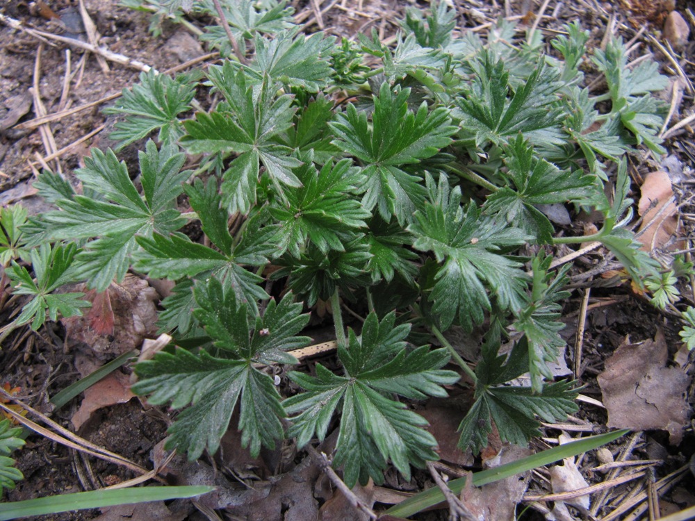 Image of Potentilla heidenreichii specimen.