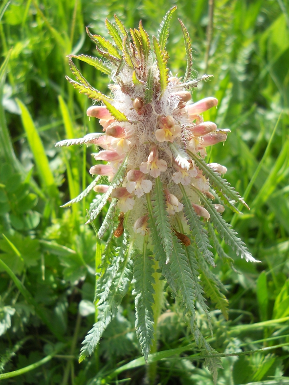 Image of Pedicularis wilhelmsiana specimen.