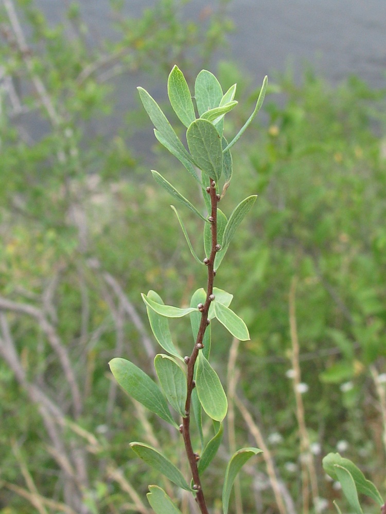 Изображение особи Spiraea hypericifolia.