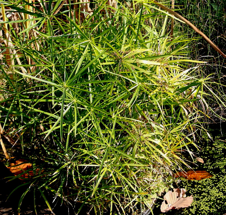 Image of Cyperus involucratus specimen.