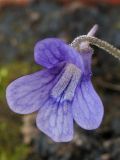 Pinguicula grandiflora