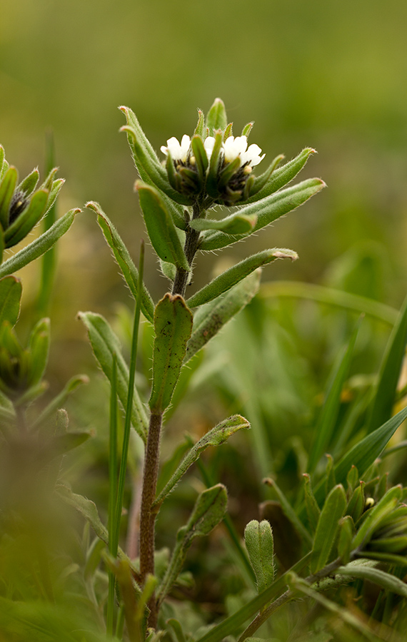 Image of Buglossoides rochelii specimen.