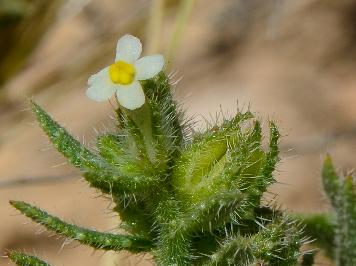 Image of Anchusa milleri specimen.