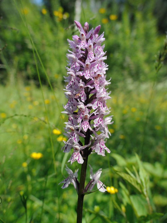 Image of Dactylorhiza fuchsii specimen.