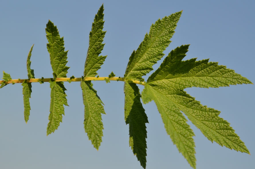 Image of Filipendula ulmaria specimen.