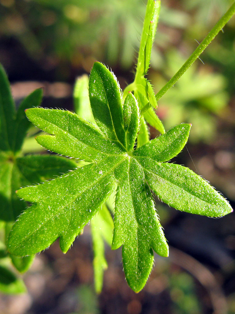 Image of Geranium sanguineum specimen.