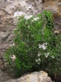 Asperula cretacea. Цветущее растение. Крым, южный склон Бабуган-Яйлы. 16 августа 2013 г.