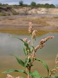 Persicaria maculosa. Верхушка цветущего растения. Краснодарский край, окр. г. Крымск, глиняный карьер. 31.08.2013.