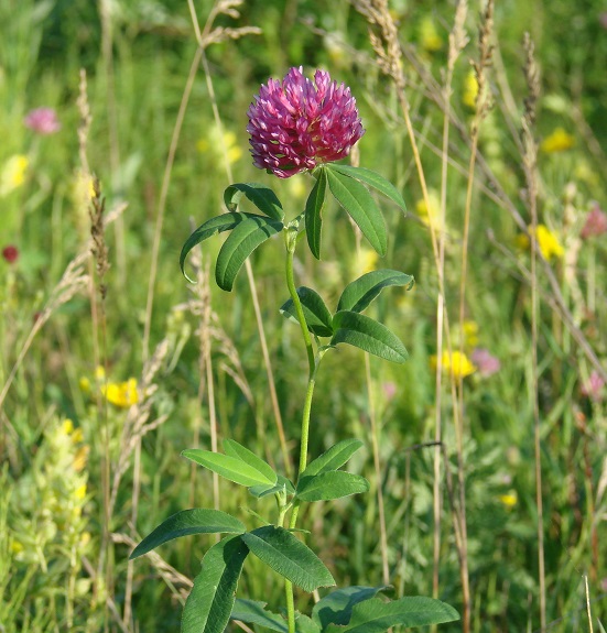 Изображение особи Trifolium medium.