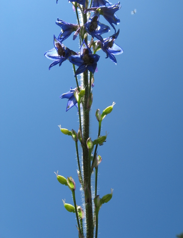 Image of Delphinium retropilosum specimen.