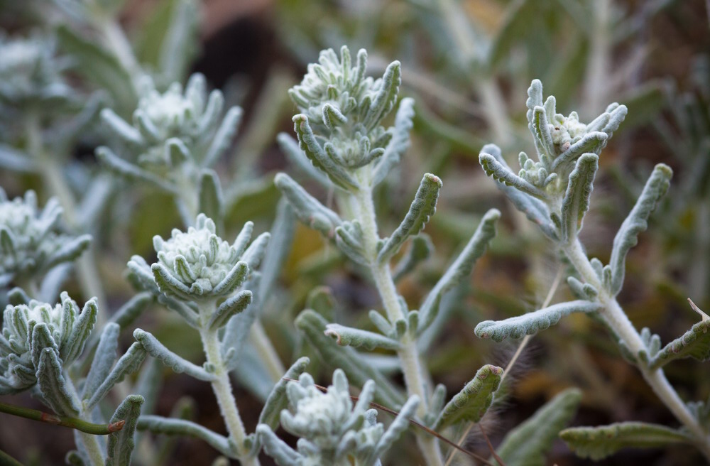 Изображение особи Teucrium capitatum.