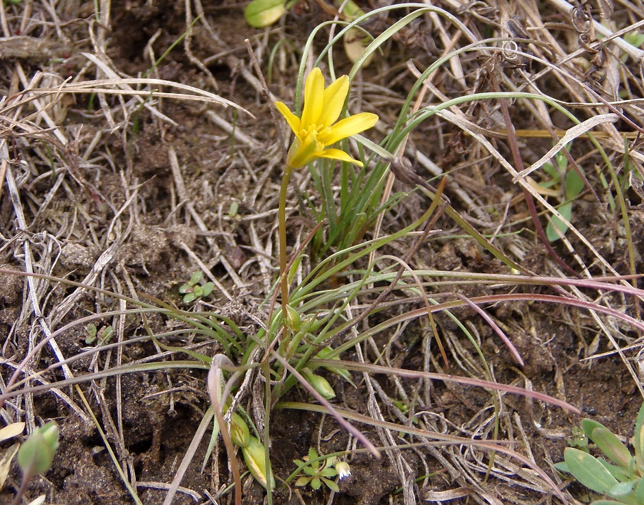 Изображение особи Gagea bulbifera.