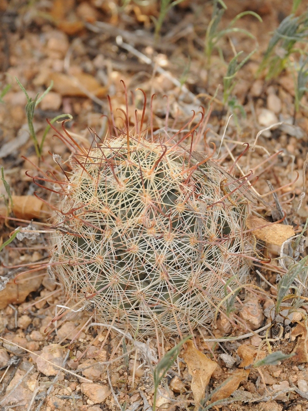 Image of Mammillaria grahamii specimen.